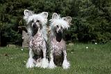 CHIEN NU CHINOIS 120